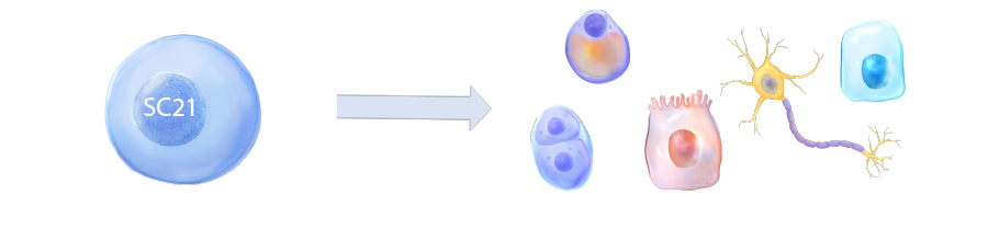 stamceldifferentiatie, wat zijn stamcellen, stamcellen21, stamcellen, stamcellen, sc21,