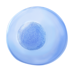 multipotente stamcellen, mesenchymale stamcellen, stamcellen, wat zijn stamcellen, soorten stamcellen, stamcellen 21, stamcellen21,