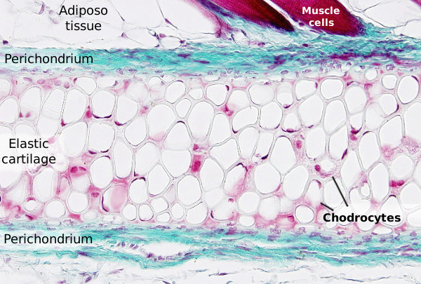 Kracht van stamcellen die worden gebruikt om kraakbeenweefsel te creëren