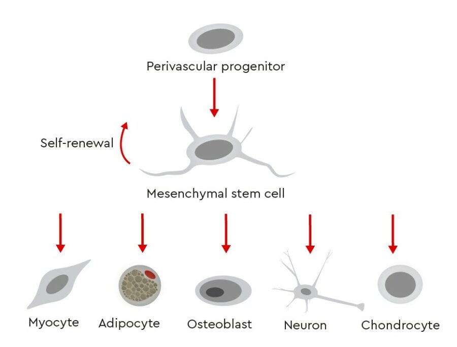 mesenchymale stamcellen, MSC's, navelstreng msc,
