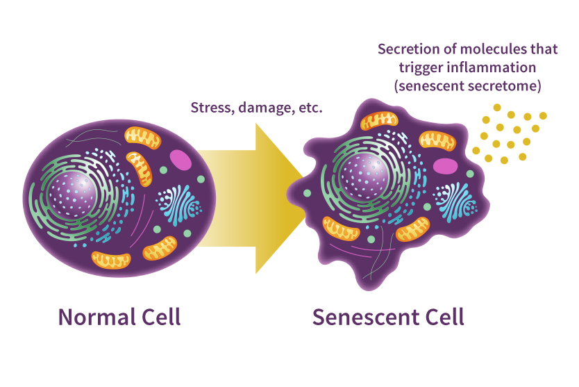 Segredos celulares do envelhecimento desvendados por pesquisadores