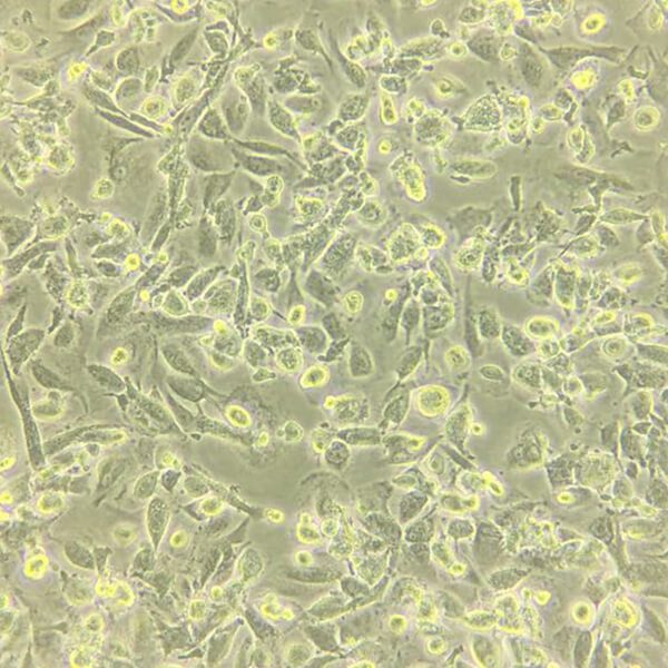 immunecells21-lab-2.jpg