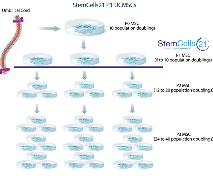mesenchymal stem cells, msc, mesenchymal stem cell differentiation, mesenchymal stem cell markers, multipotent stem cells, stemcells21,